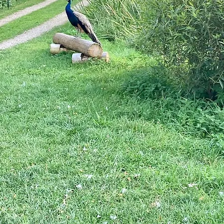 Maison d'hôtes Borenovice 3*